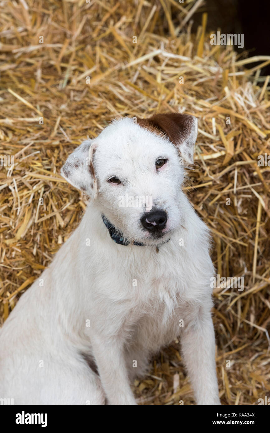 Parson russell terrier dog at an autumn show. UK Stock Photo