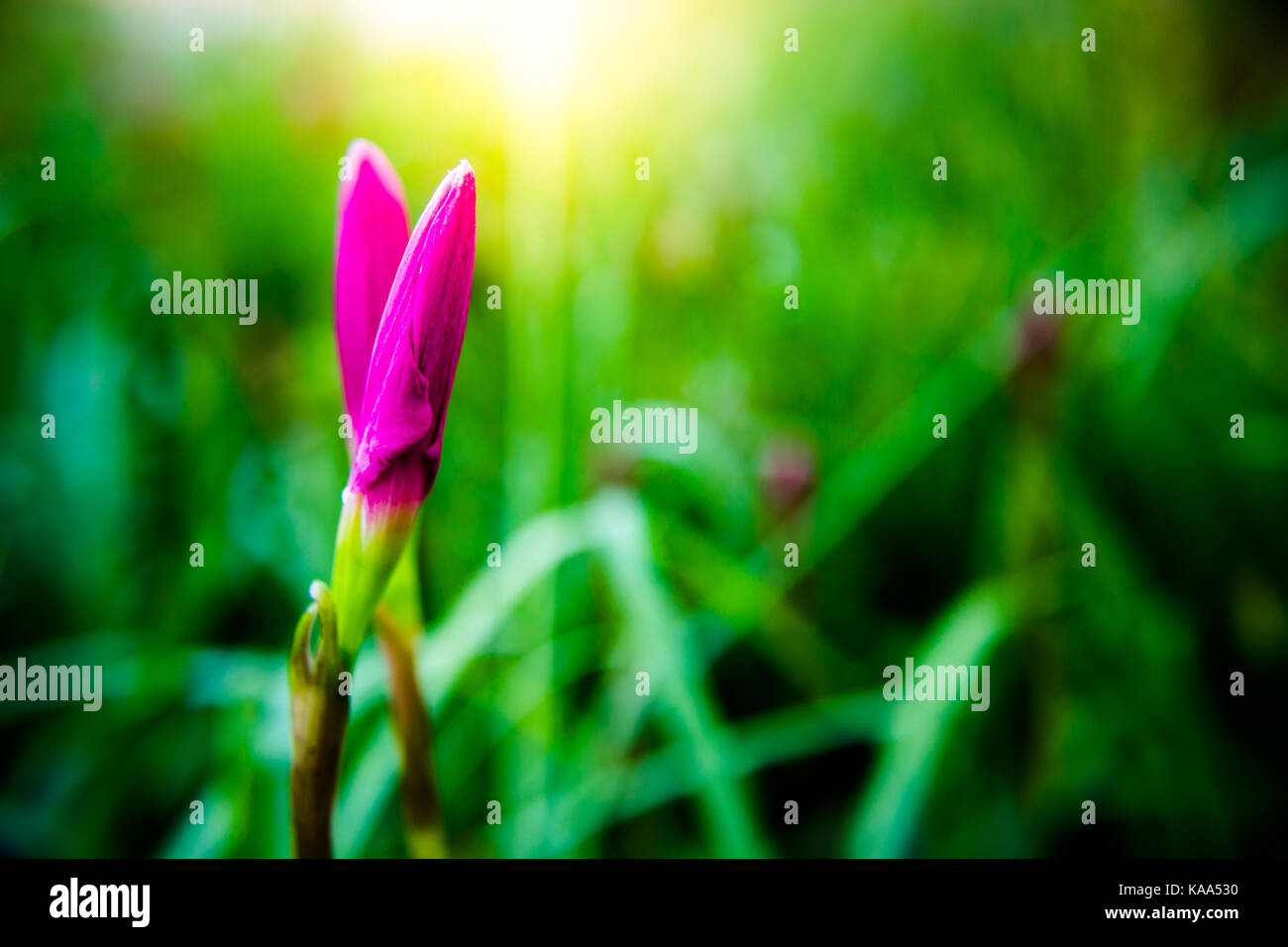 Pink flowers waiting to bloom. Natural beauty Stock Photo Alamy