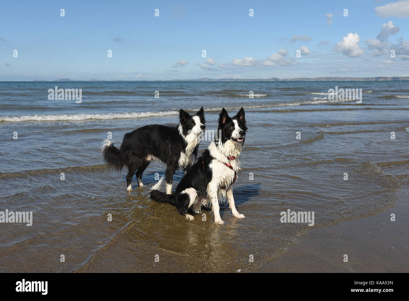 Which Beaches In Pembrokeshire Allow Dogs