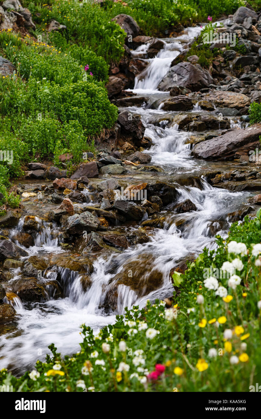 Creek and wildflowers, American Basin, San Juan National Forest, Colorado USA Stock Photo