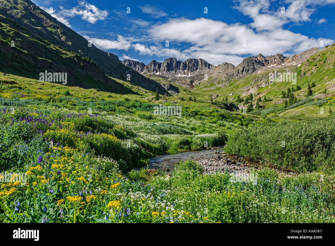 American Basin: Where Colorado's Mountains Bloom in a Symphony of Color