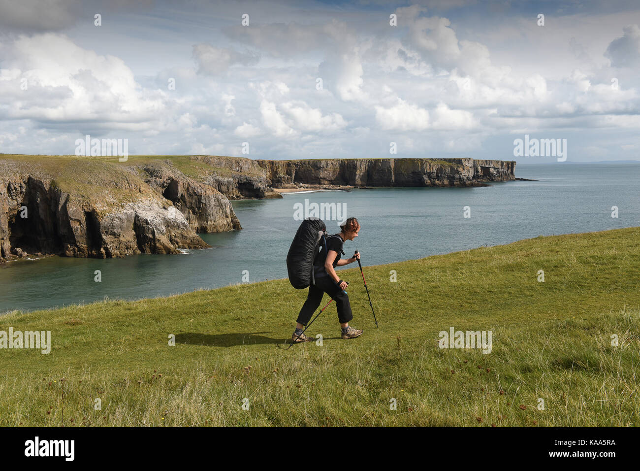 Hiker walking the The Pembrokeshire Coast Path between Bosherton and Stackpole in South Pembrokeshire in West Wales. Stock Photo