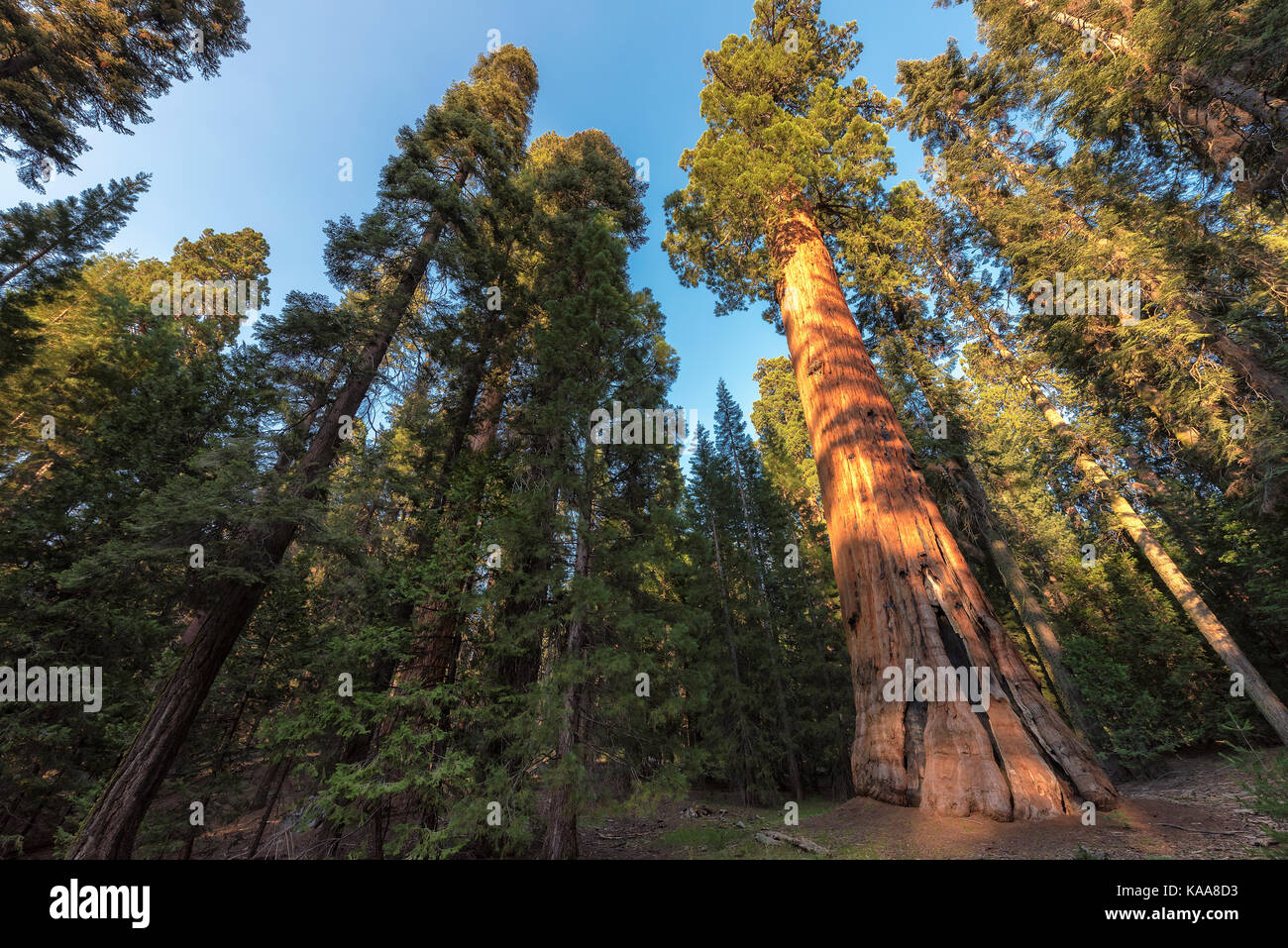 Redwood Trees in Sequoia National Park, California. Stock Photo