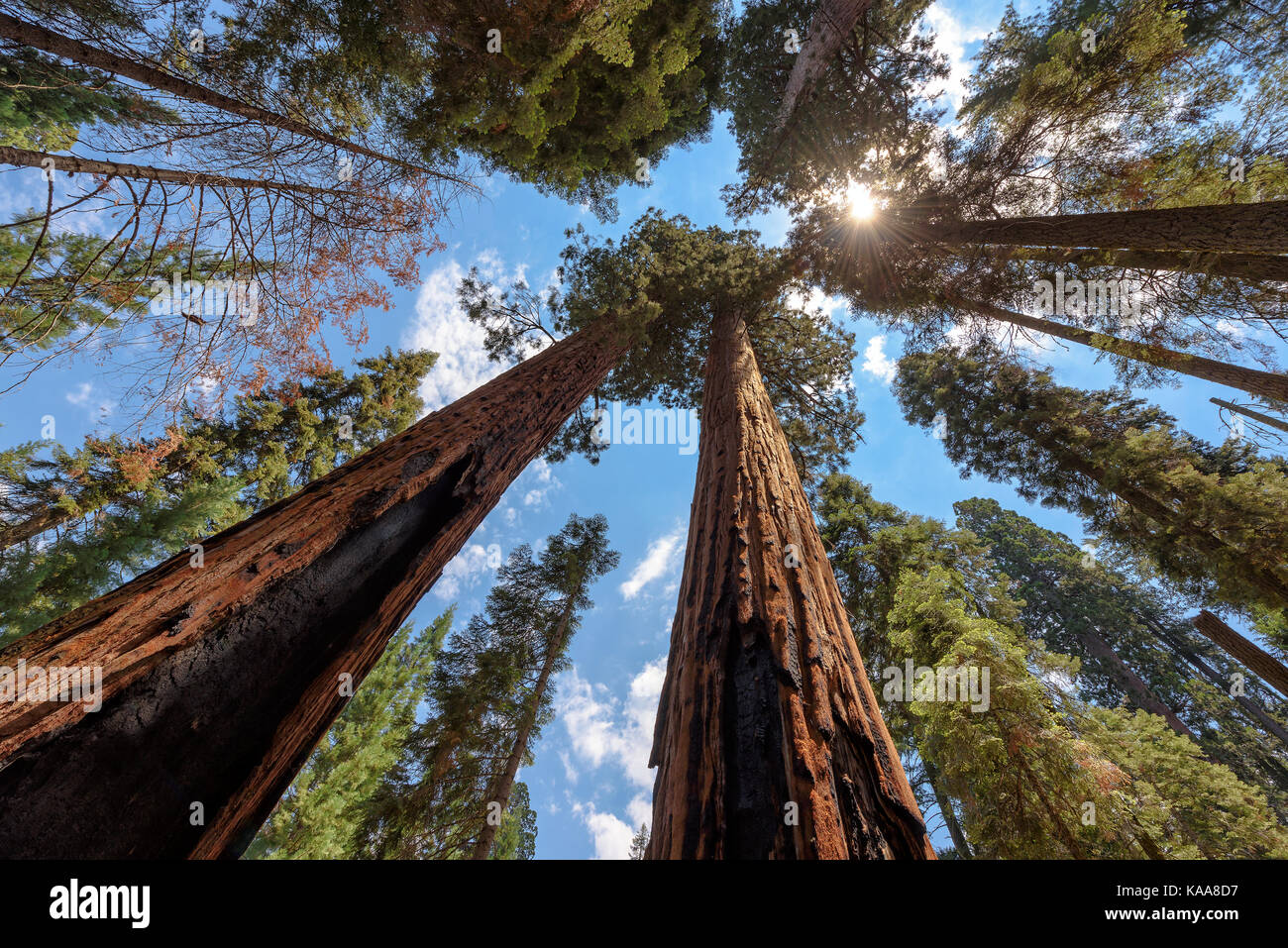 Redwood Trees in Sequoia National Park, California. Stock Photo