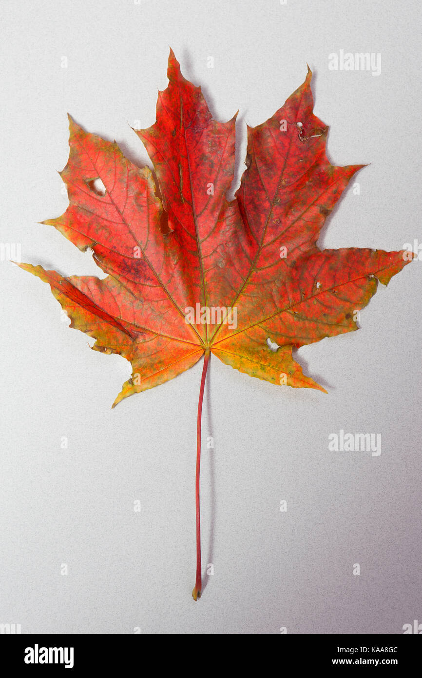Red maple leaf isolated on grey background Stock Photo - Alamy