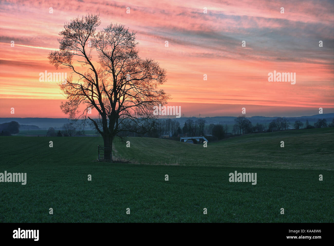 Lonely tree on a meadow against beautiful sky with clouds at sunset in ...
