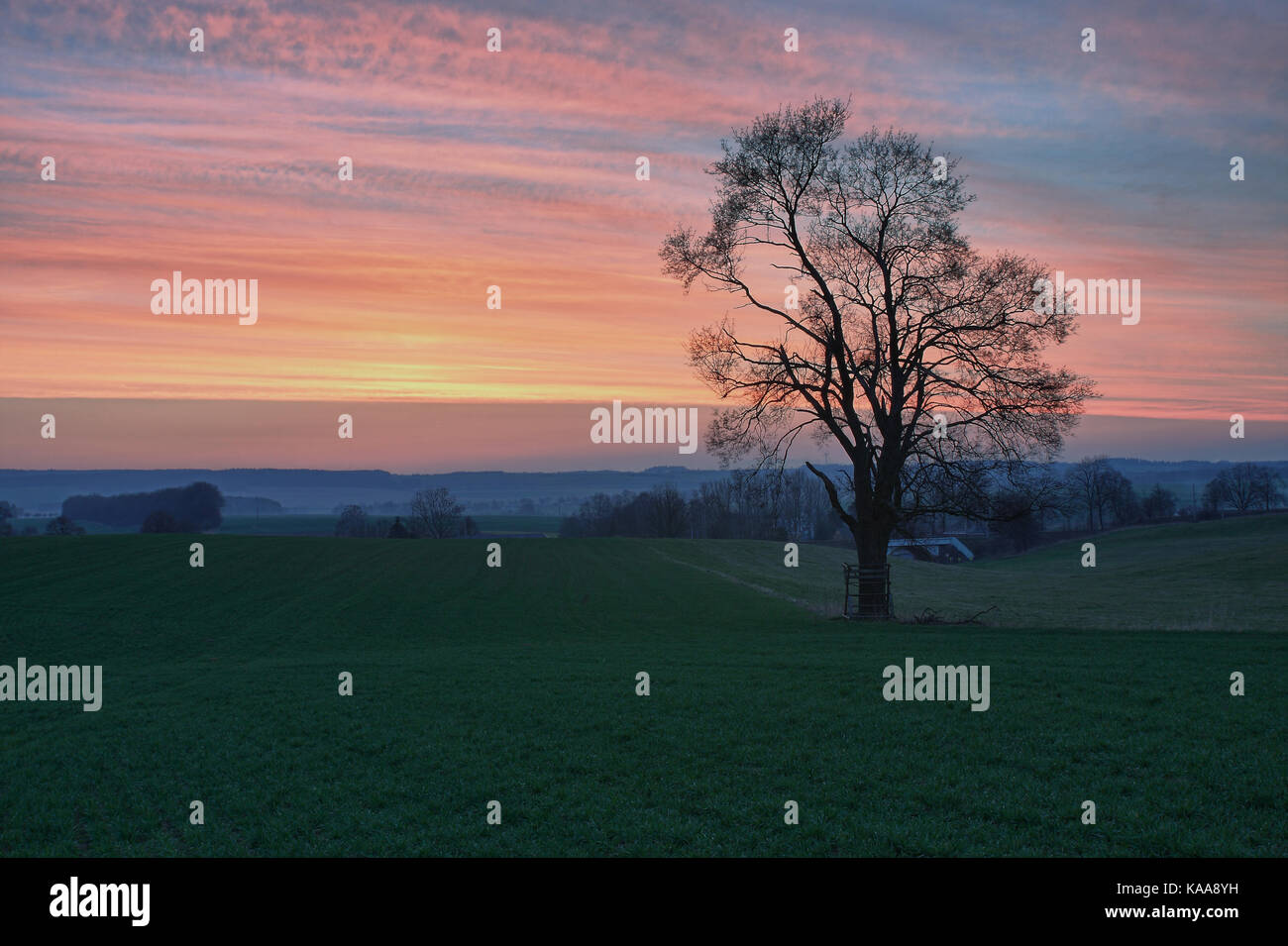 Lonely tree on a meadow against beautiful sky with clouds at sunset in ...