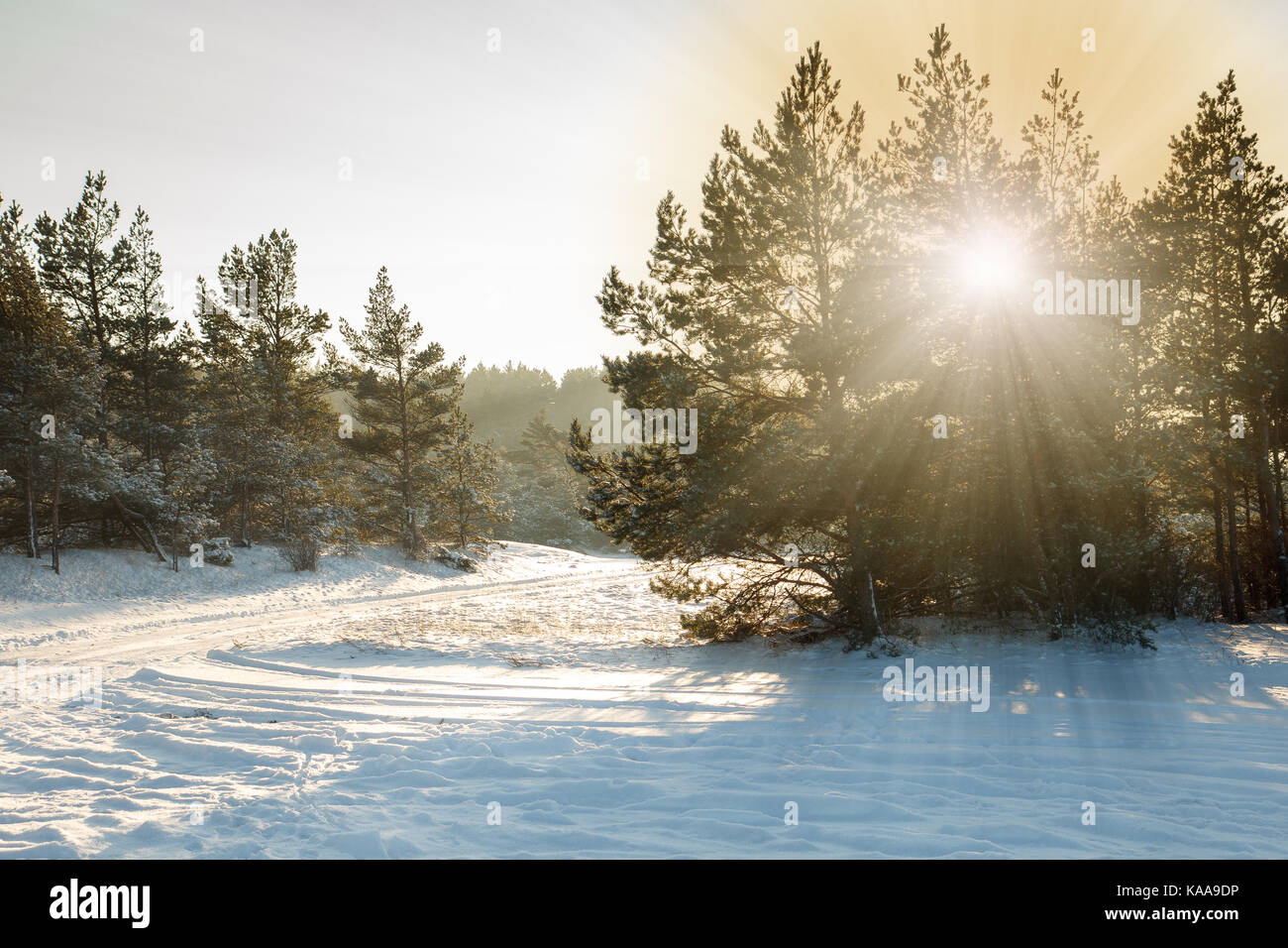 Snowy forest scene Stock Photo