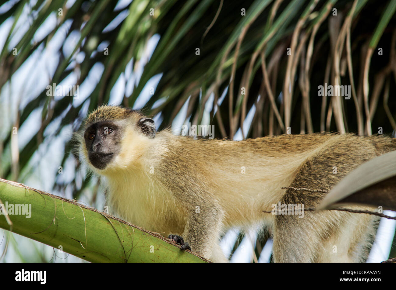 Barbados green monkey sitting in a treetop in Bathsheba Stock Photo