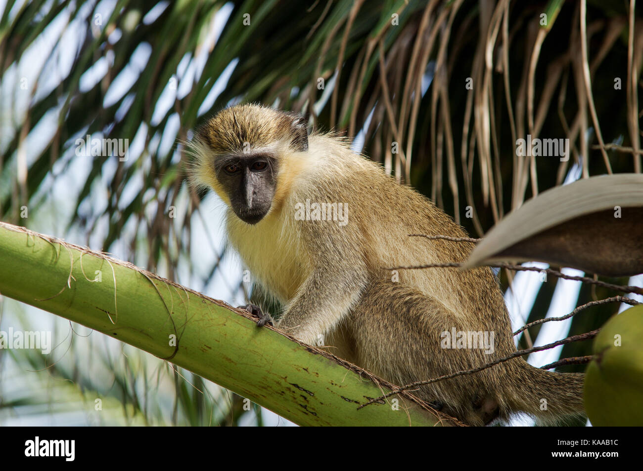 Barbados green monkey sitting in a treetop in Bathsheba Stock Photo