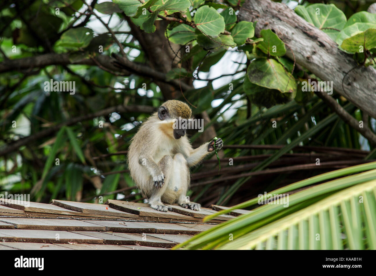 Young green monkey exploring the premises of a seaside B&B in Bathsheba, east coast of Barbados Stock Photo