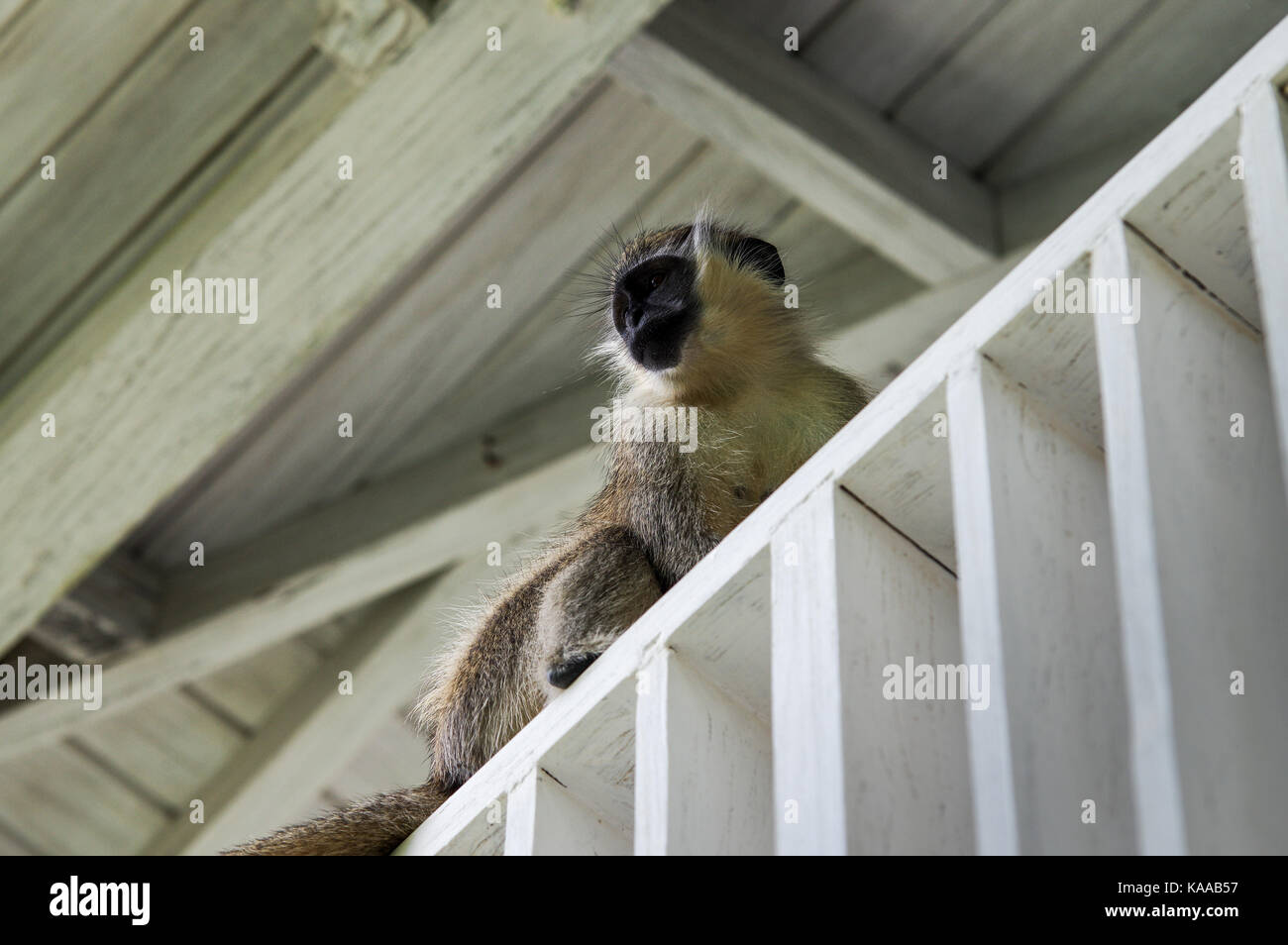 Young green monkey exploring the premises of a seaside B&B in Bathsheba, east coast of Barbados Stock Photo