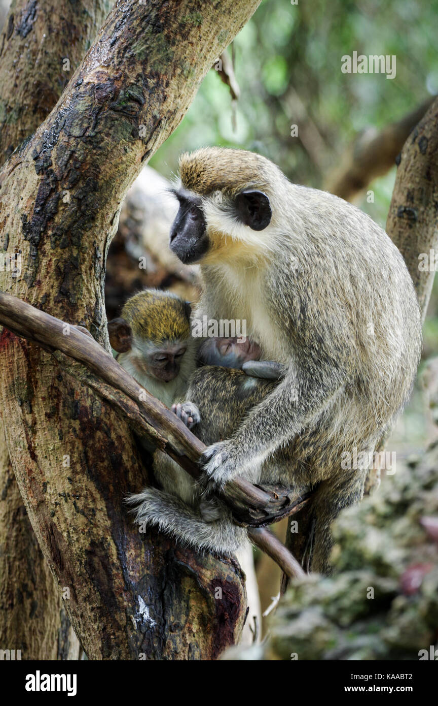 Mother bajan green monkey with her young - Barbados Stock Photo