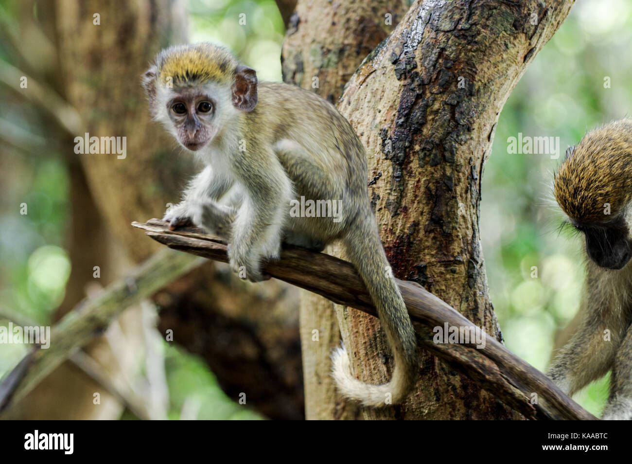 Baby Bajan green monkey in Barbados Stock Photo