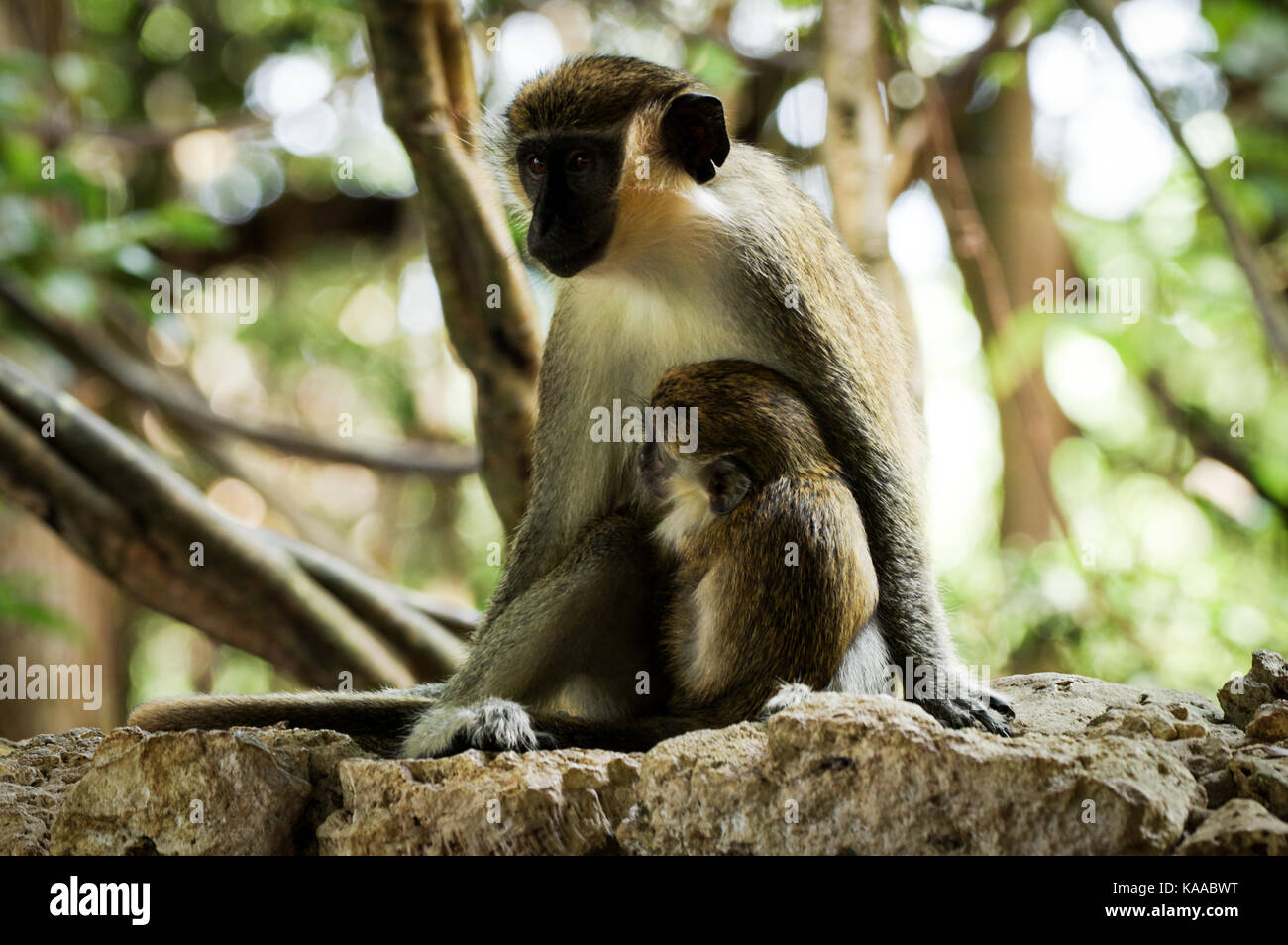 Adult Bajan green monkey with infant holding on - Barbados Stock Photo