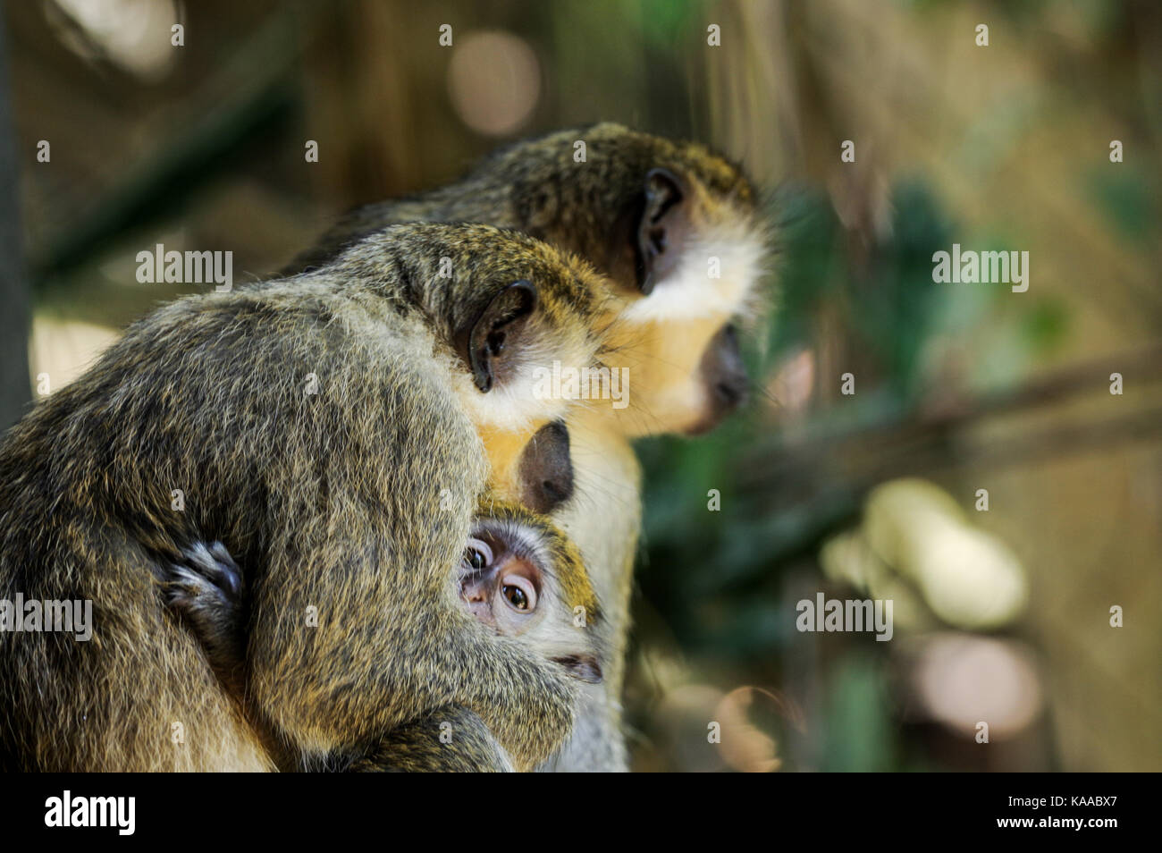 Baby green monkey holding on to its mother - Barbados Stock Photo