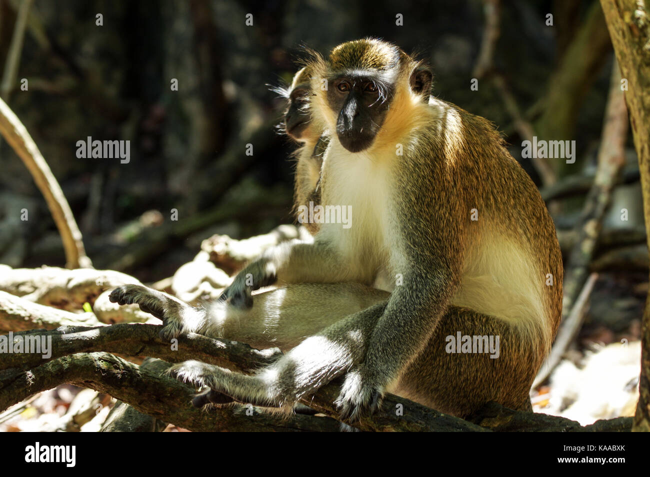 Pair of Bajan Green Monkeys sitting in a sunny clearing in the forest - Barbados Stock Photo