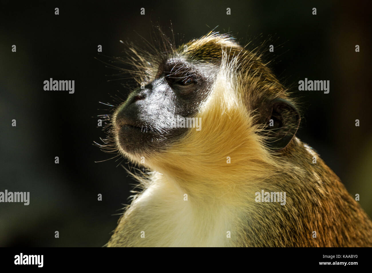 Portrait of an adult Green Monkey taken in Barbados Stock Photo