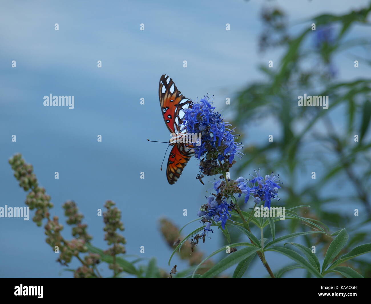 Butterfly Flower and Peacock - OL5819758 Stock Photo - Alamy