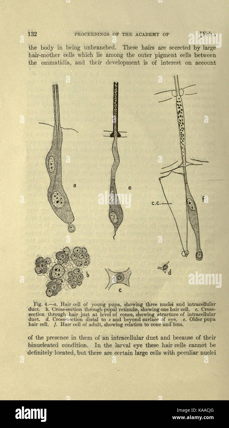 Structure and development of the compound eye of the honey bee (Page 130) BHL19672084 Stock Photo