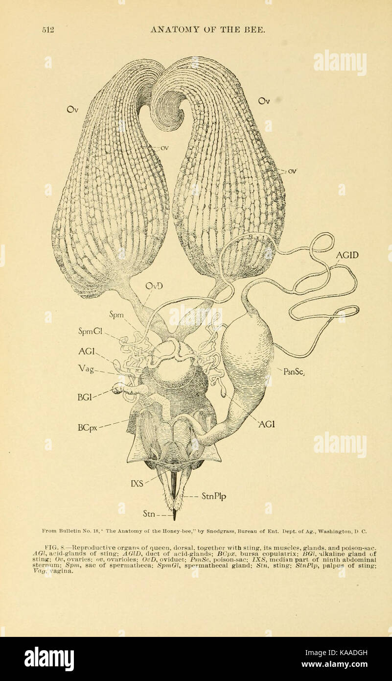 'The ABC and XYZ of Bee Culture' is a comprehensive guide to beekeeping, with page 512 containing essential information on bee care and management for both beginners and experts. Stock Photo