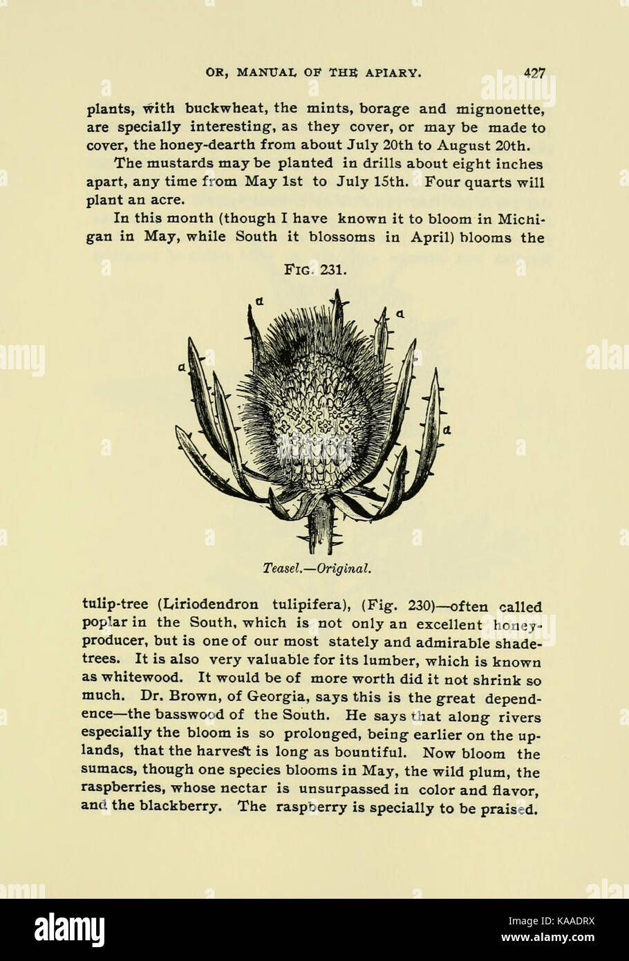 The bee keeper's guide (Page 427) BHL18189102 Stock Photo