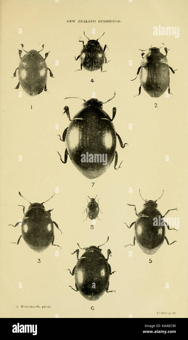 Revision of the New Zealand Byrrhidae, with descriptions of new species BHL12725003 Stock Photo