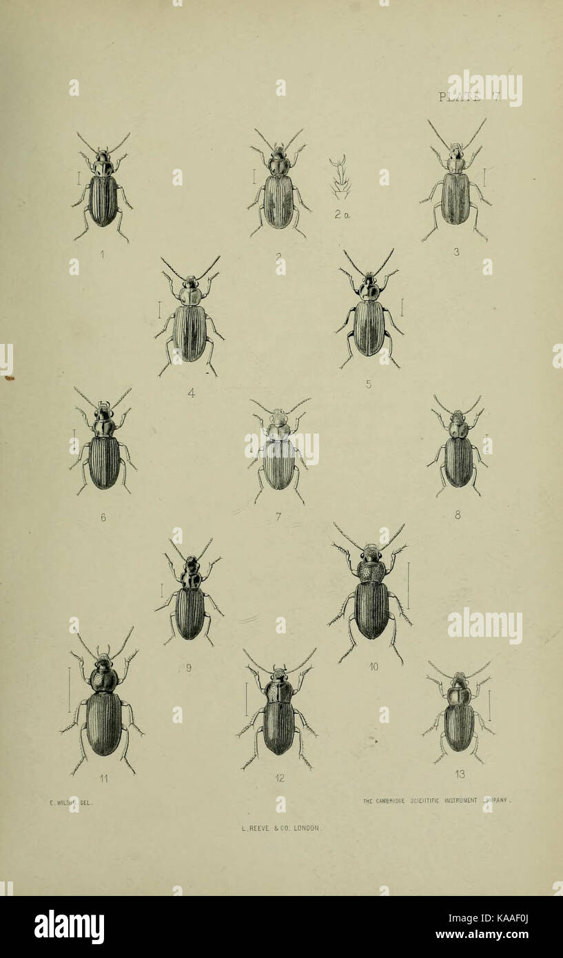 This is likely a reference to a scientific or entomological study of ...