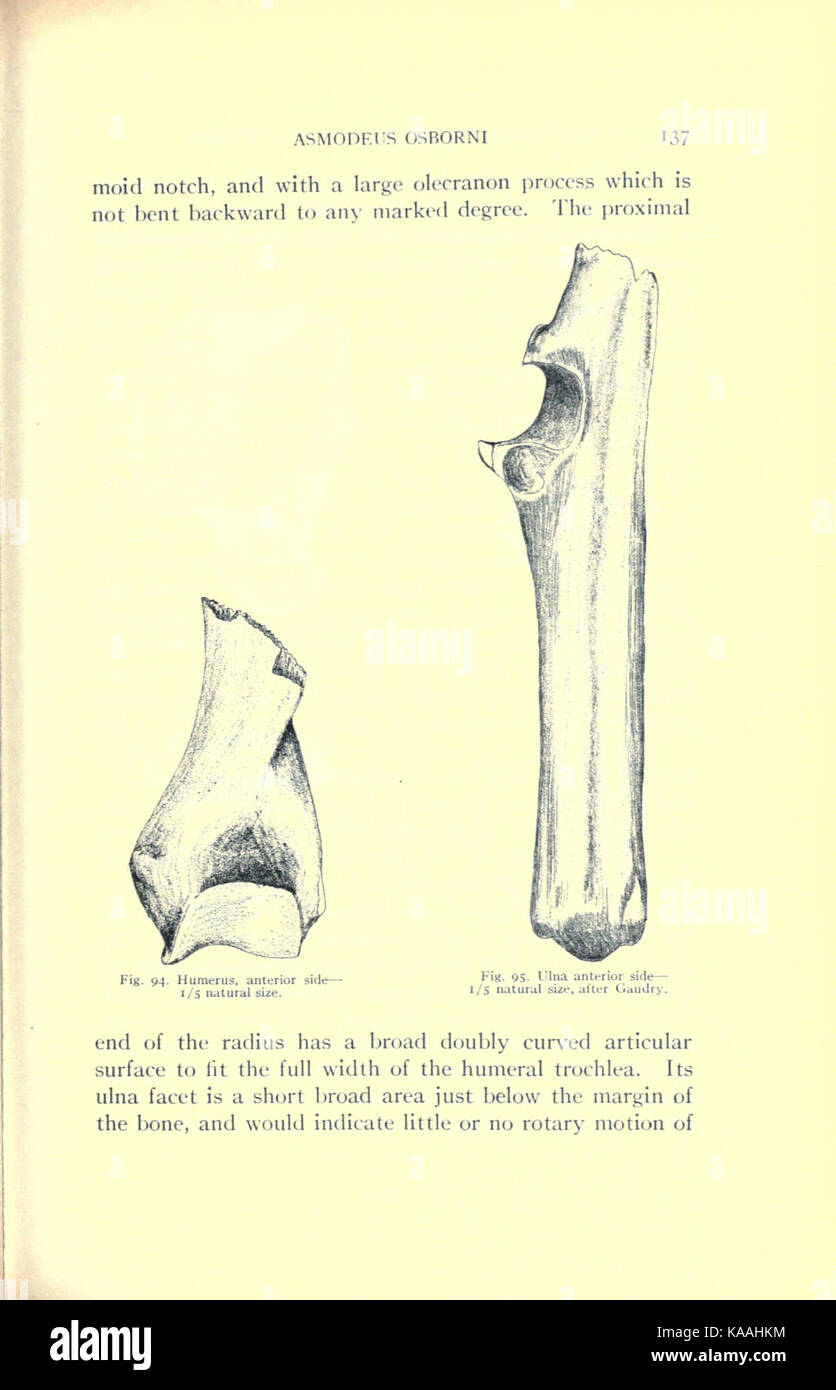 The Deseado formation of Patagonia (Page 137) BHL22918679 Stock Photo