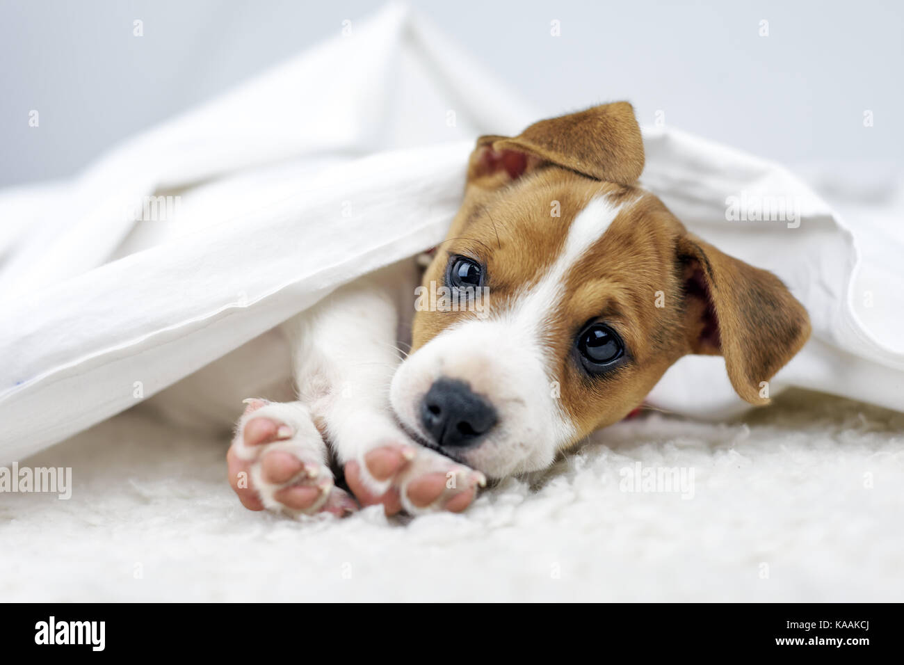 Jack russel terrier puppy Stock Photo
