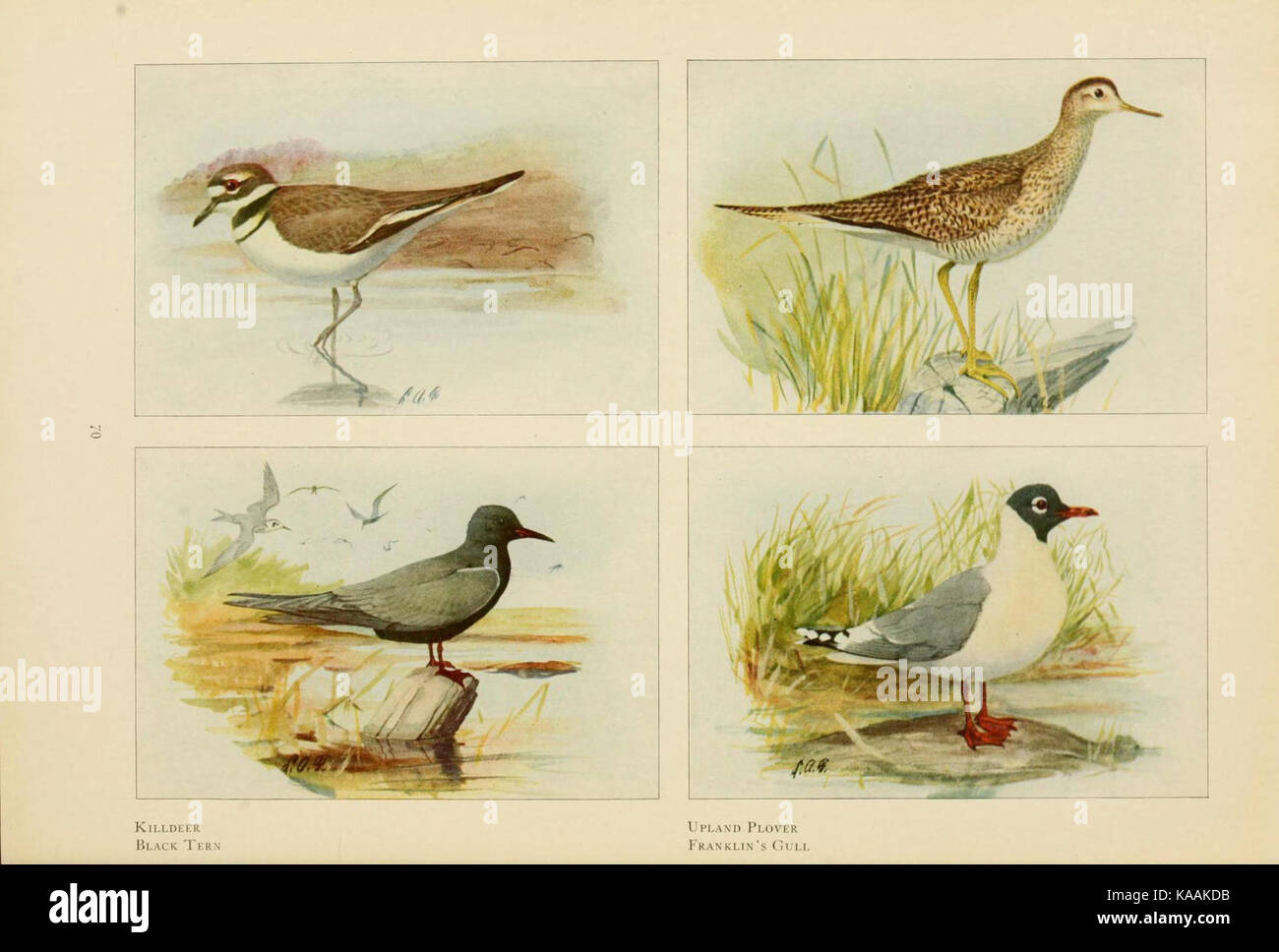 Illustrations features various birds hi-res stock photography and ...