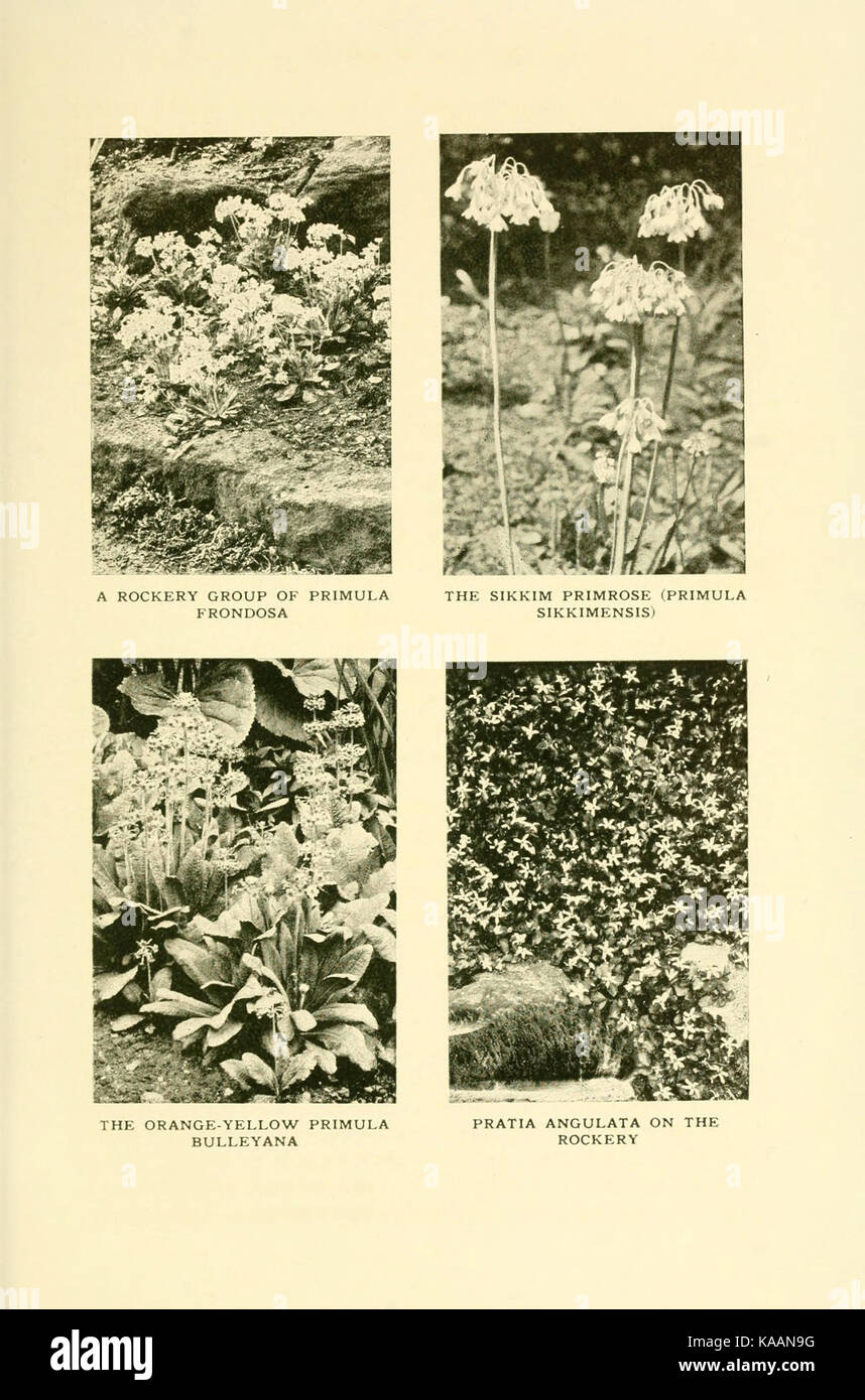 The Book of Hardy Flowers is a botanical reference, featuring ...