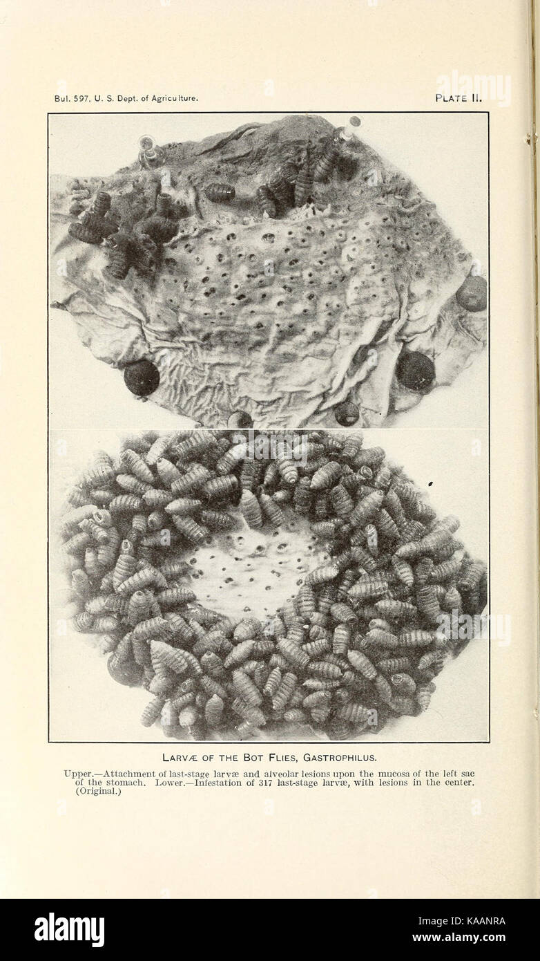 Some biological and control studies of Gastrophilus haemorrhoidalis and other bots of horses BHL41831019 Stock Photo