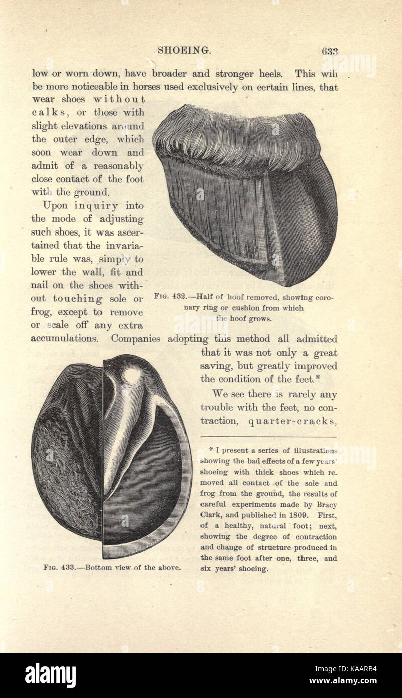 The art of taming and educating the horse (Page 633) BHL23190698 Stock Photo