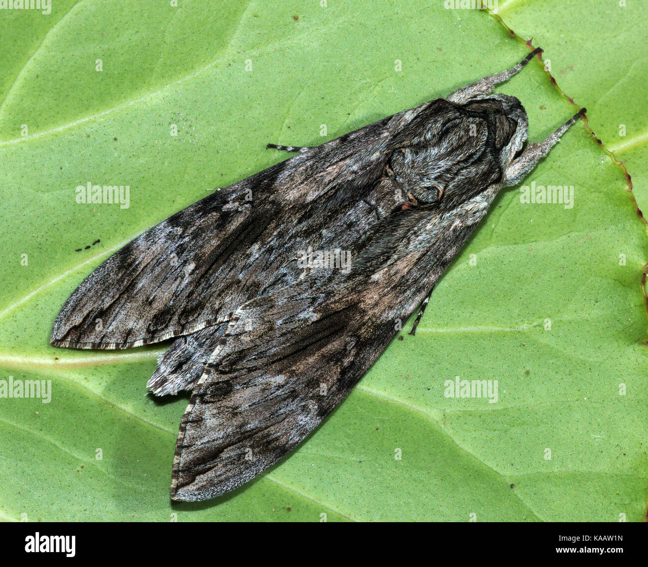 Convolvulus hawk moth Stock Photo