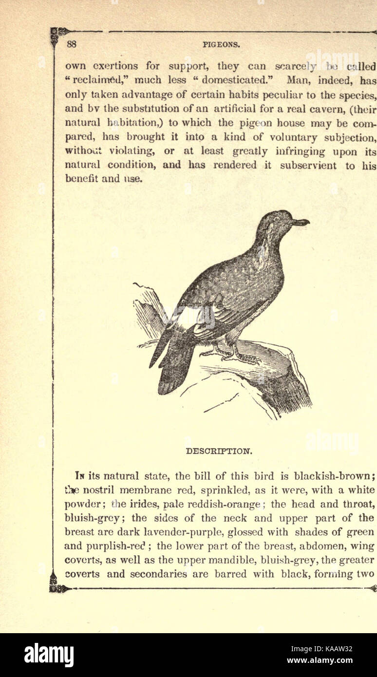The American bird fancier; or, How to breed, rear, and care for song