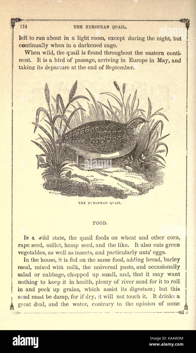 The American bird fancier; or, How to breed, rear, and care for song