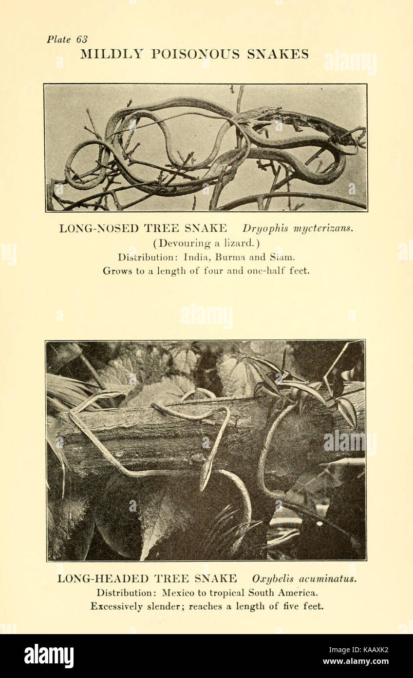 Reptiles of the world (Plate 63) BHL4031752 Stock Photo