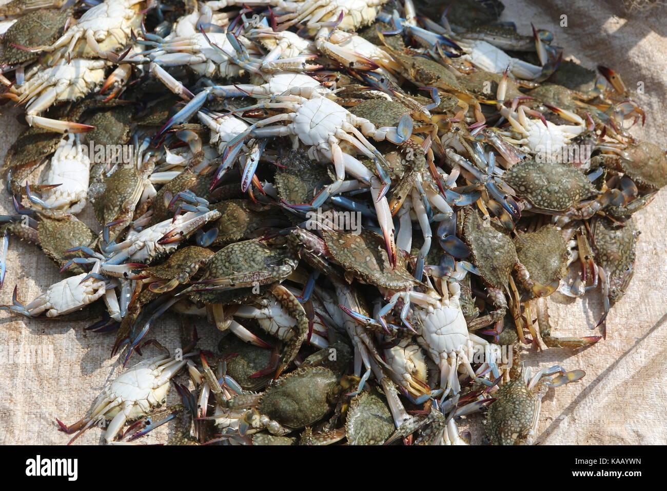 Asian Crabs on a market Stock Photo