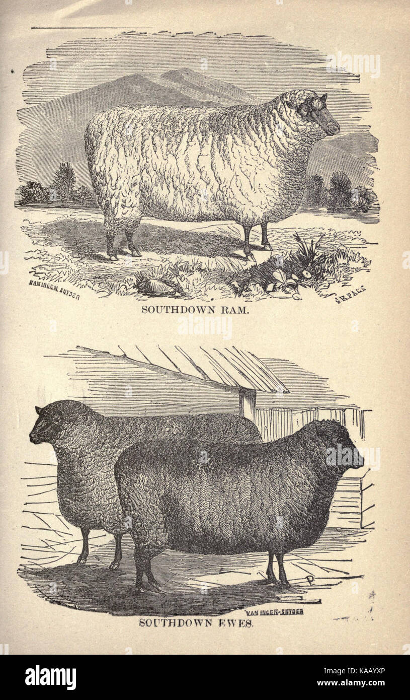 Sheep husbandry BHL20202796 Stock Photo Alamy