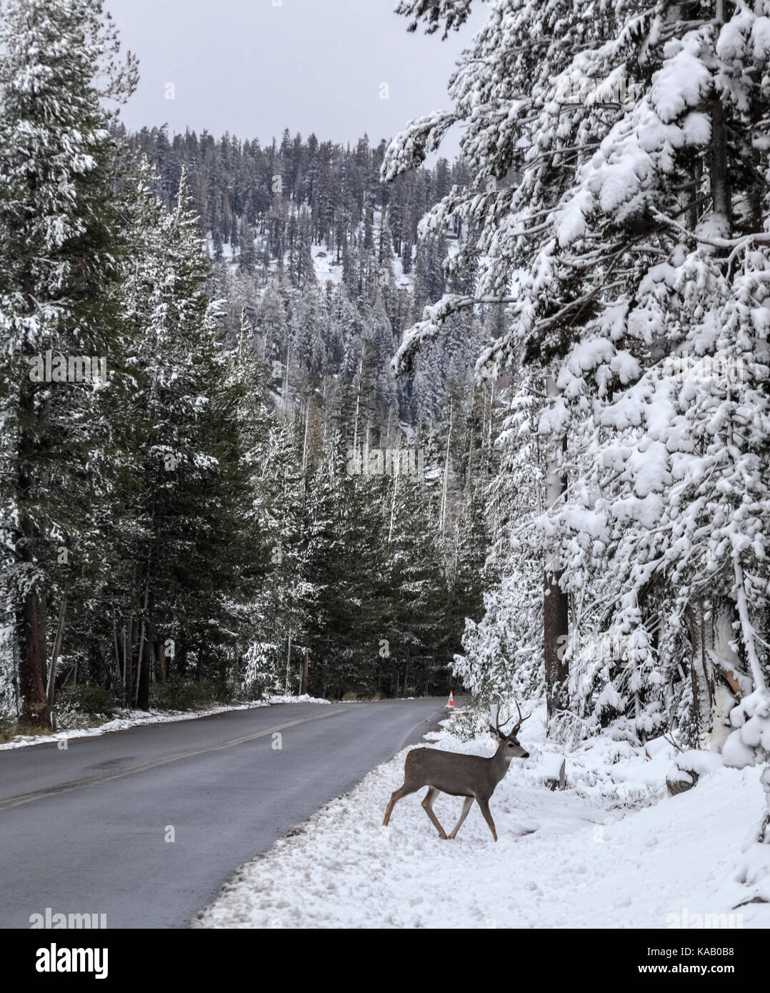 Deer by Lake Mary Road in the Mammoth Lakes Basin in the Eastern Sierra of California Stock Photo