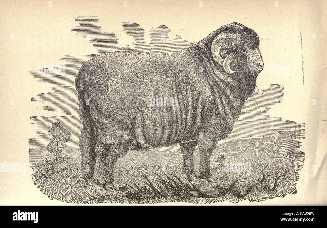 Sheep husbandry BHL20202809 Stock Photo Alamy