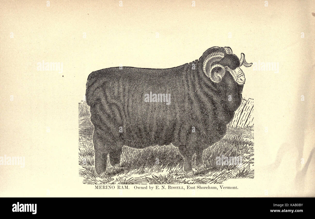 Sheep husbandry BHL20202819 Stock Photo Alamy