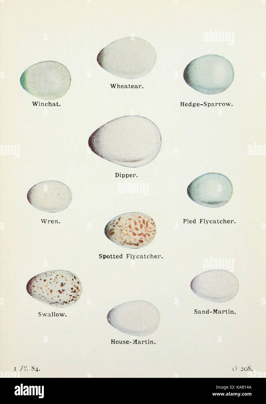 The birds of the British Isles and their eggs (Pl. 84) BHL7583254 Stock Photo