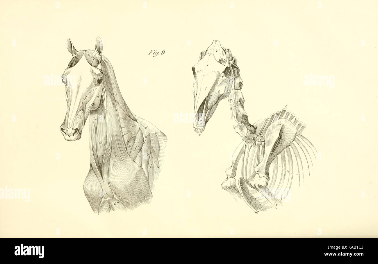 The anatomy and physiology of the horse BHL19829953 Stock Photo Alamy