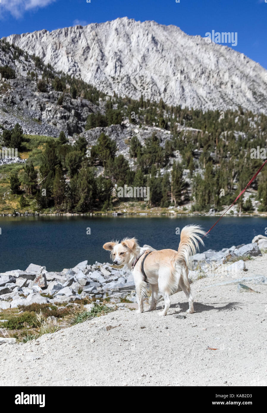 Small dog hikes at Little Lakes Valley in Rock Creek Canyon in the Eastern Sierra of California, about 25 miles from Mammoth Lakes Stock Photo