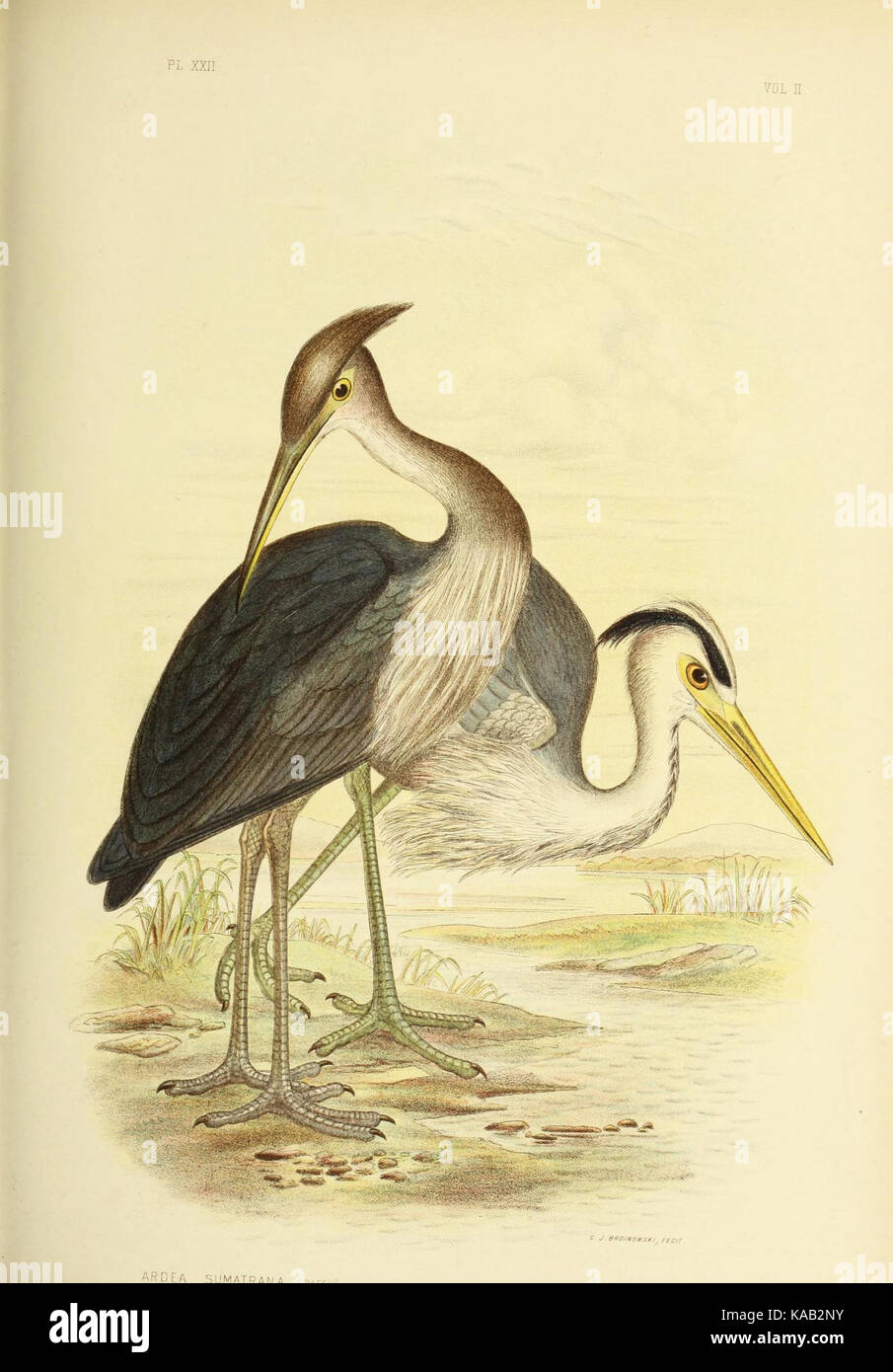The birds of Australia (16795392425) Stock Photo