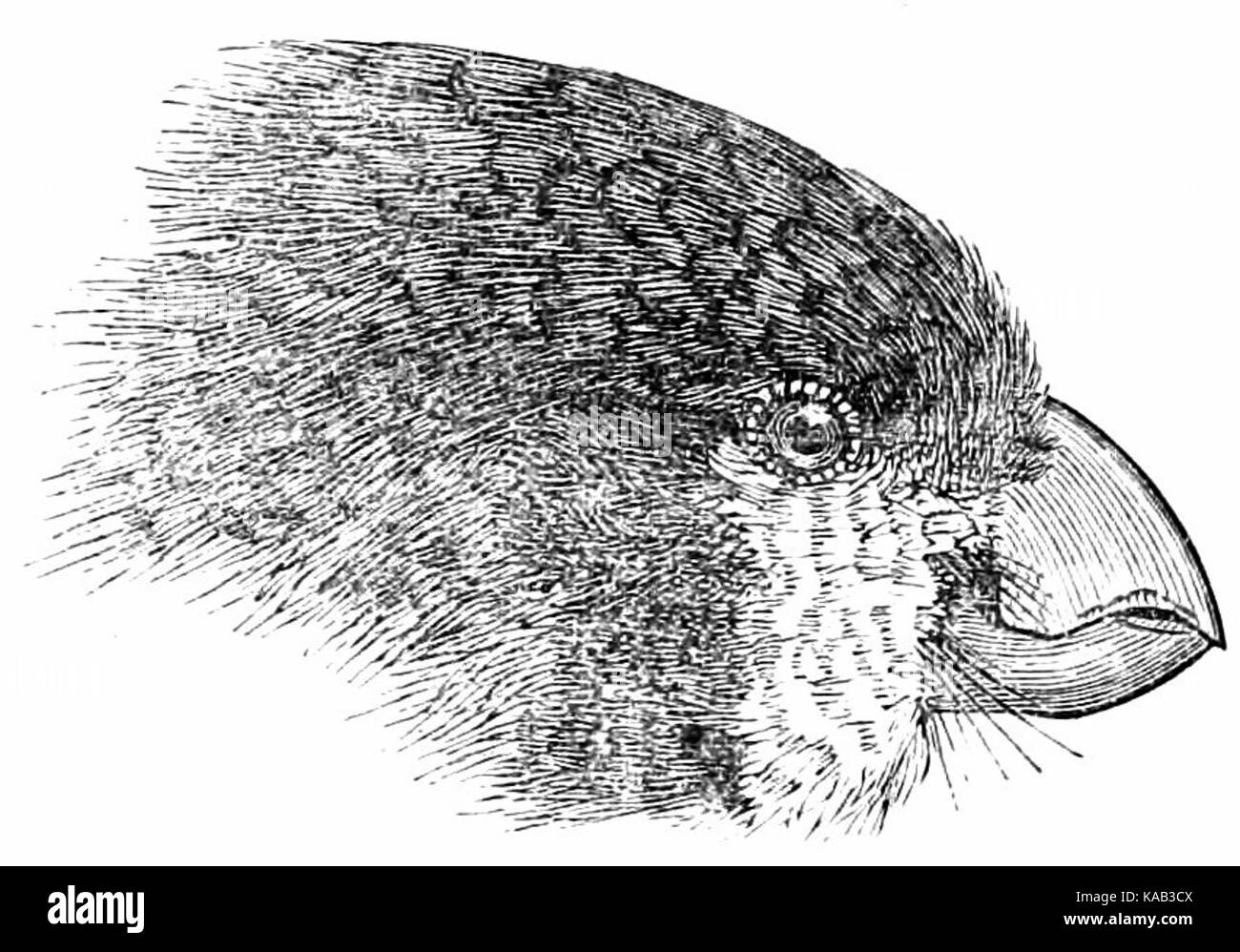 The Fauna of British India, including Ceylon and Burma (Birds Vol 1) 137 Stock Photo
