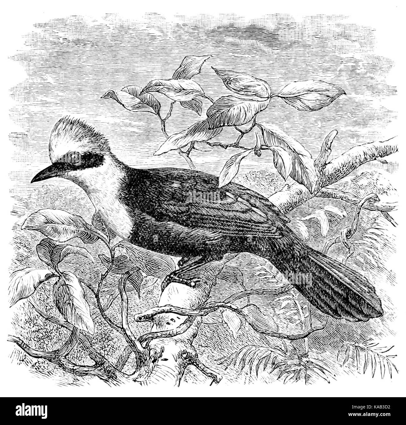 The Fauna of British India, including Ceylon and Burma (Birds Vol 1