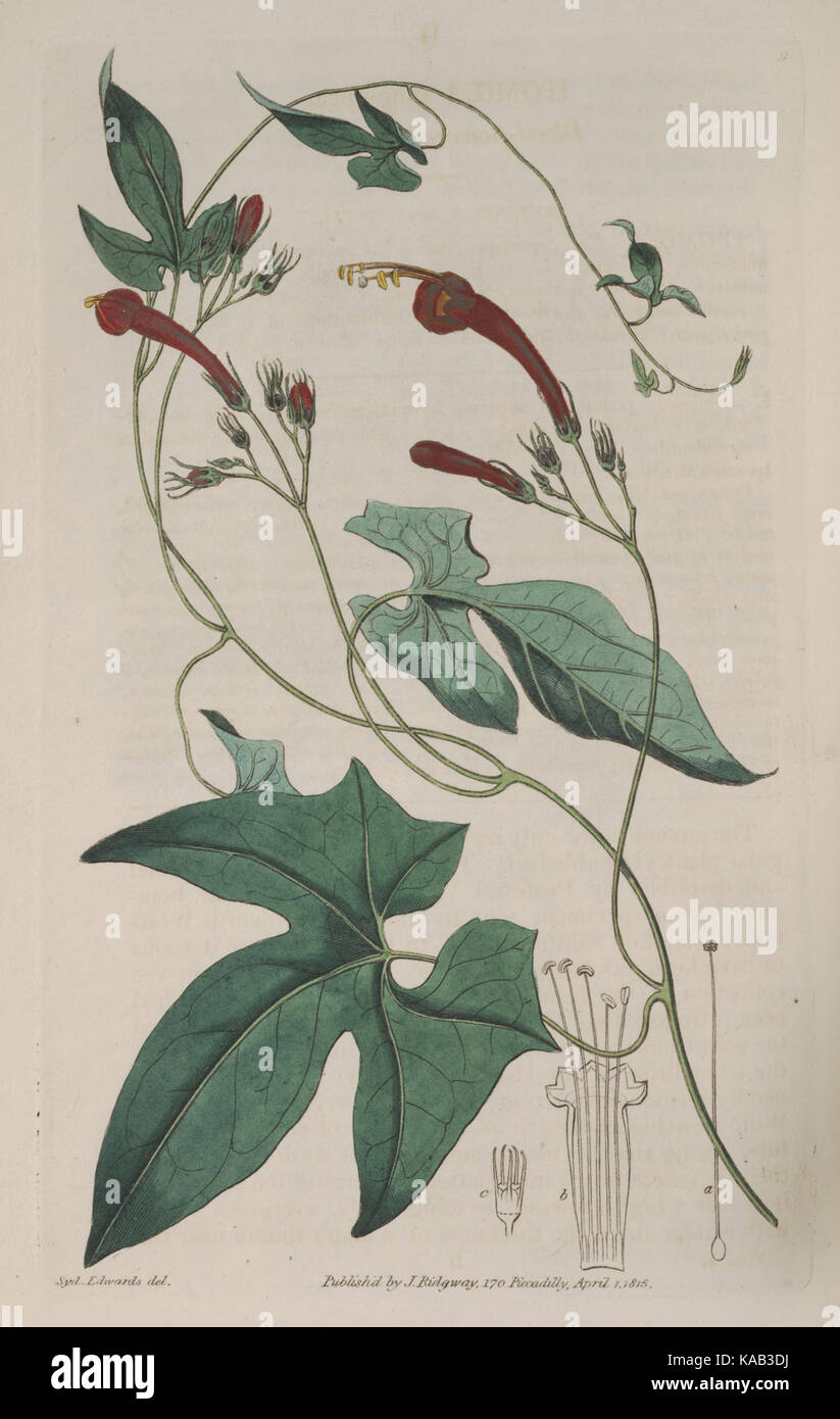 19th century botanical study hi-res stock photography and images - Alamy